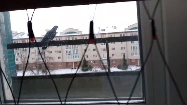 Голубь сидит на балконе