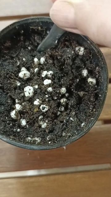 Лимон из косточки #дачныйсезон #лимон #садогород