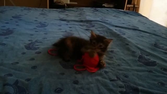 Котенок играет с клубком ниток