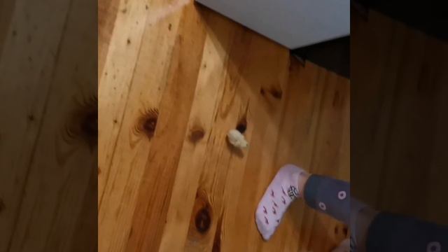 Перепелёнок Шустрик! Добро пожаловать в мир! 2 часть