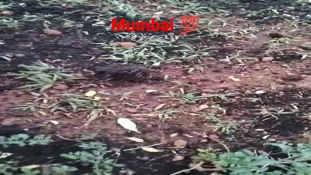 # NO POLLUTION # BIO ORGANIC # FERTILIZER # DESI STYLE # FARMING # SAI GARDEN 💯💯