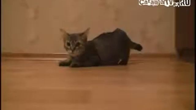 Обкуренный кот :D