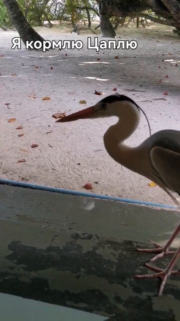 Я кормлю цаплю #цапля  #еда #мальдивы #shortvideo #shorts