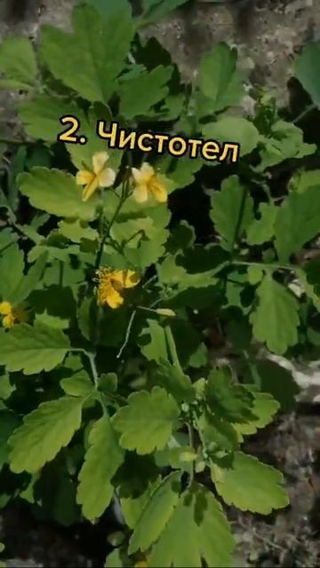 3 целебных растения на каждом огороде