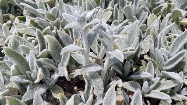 Ефектне листя із сріблястим відтінком... Чистець візантійський | Stachys Byzantina K.Koch