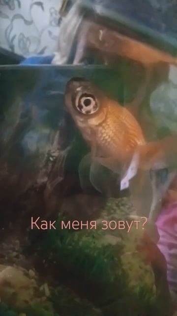 Рыба золотая Телескоп! #интересно #золотая рыбка #телескоп