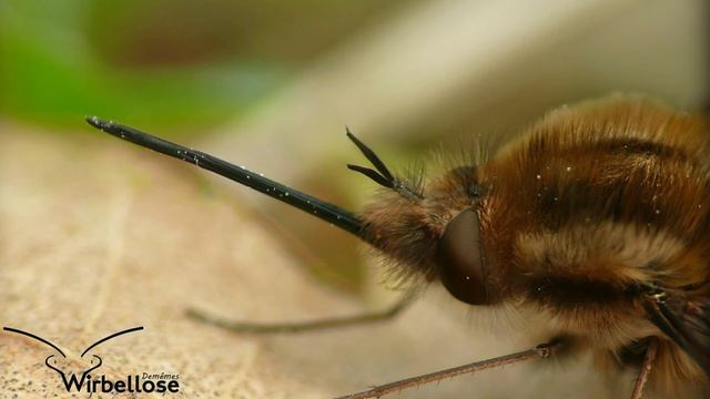 3 Eher Unbekannte Deutsche Wirbellose. 3.10. Spezial