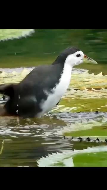 Waterhen Cleaning Recipe #shorts #cute #1080p60fps