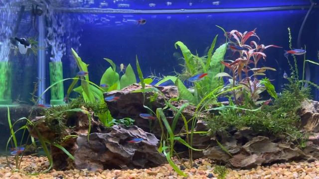 Honey Gourami Joins Neon Tetras