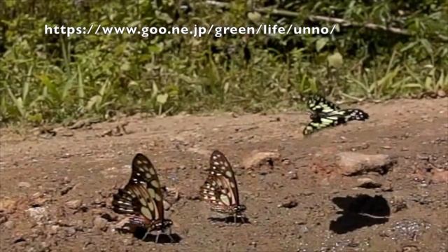 キルヌスタイマイの飛翔　Graphium Cyrnus　マダガスカル