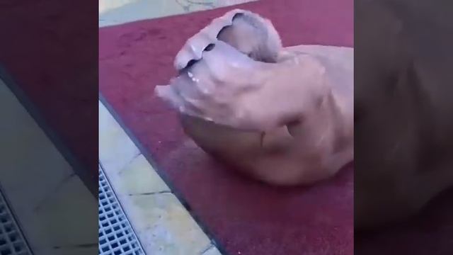 This Walrus Is So Athletic, Doing His Regular Exercise