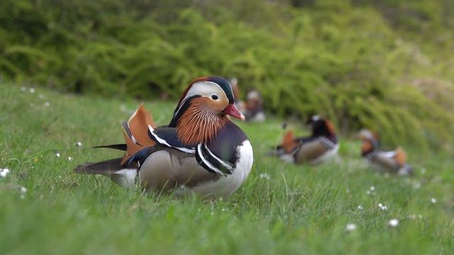 Mandarin Duck Cleaning Its Plumage - Mandarinente Bei Gefiederpflege - Aix Galericulata