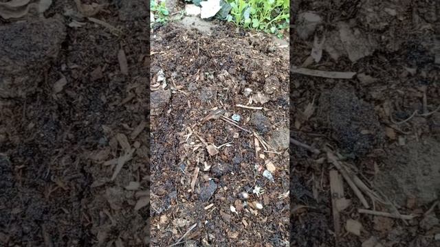 РЕМОНТАНТНУЮ МАЛИНУ ГОТОВЛЮ К ЗИМОВКЕ!