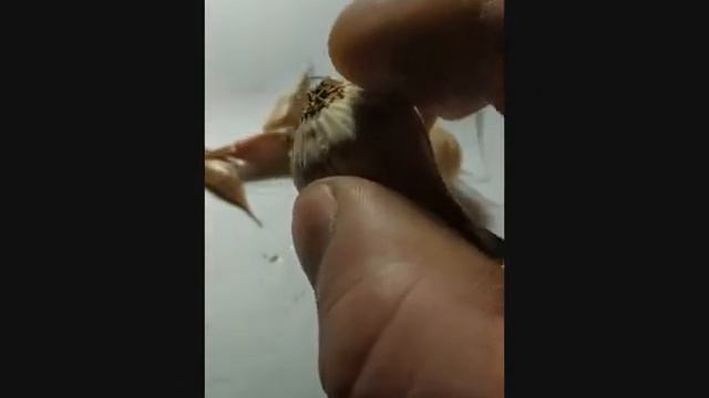 D1a94a80e3b45de38249c1d825580877