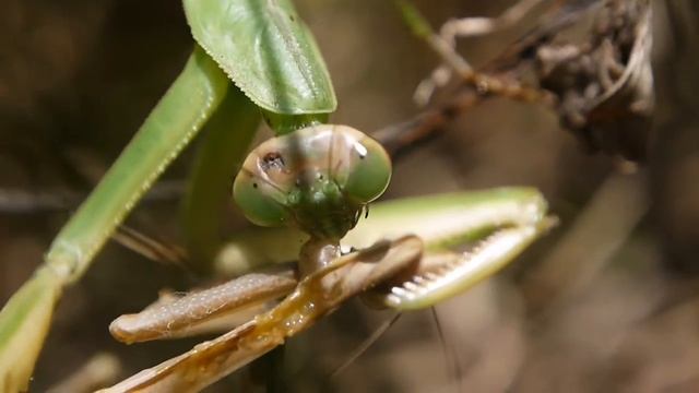 オオカマキリ Tenodera Aridifolia の共食い（Ⅲ）
