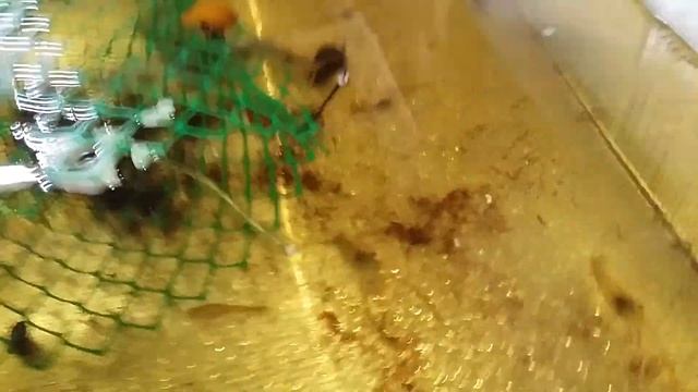 Макробрахиум розенберг. Жизнь продолжается.