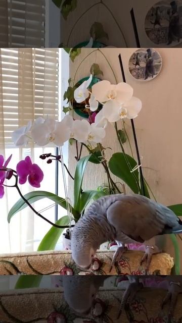 Тимоша и его хозяйка поздравляют с праздником 23 февраля♥️🦜