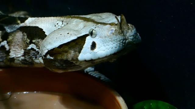 Zähne Trinkende Gabunviper (Bitis Gabonica Rhinoceros) Schlange Im Zoo Schönbrunn Fz82/83