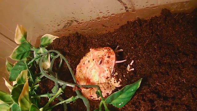 Swallowing A Mouse! Our Albino PacMan Frog Having A Treat!!
