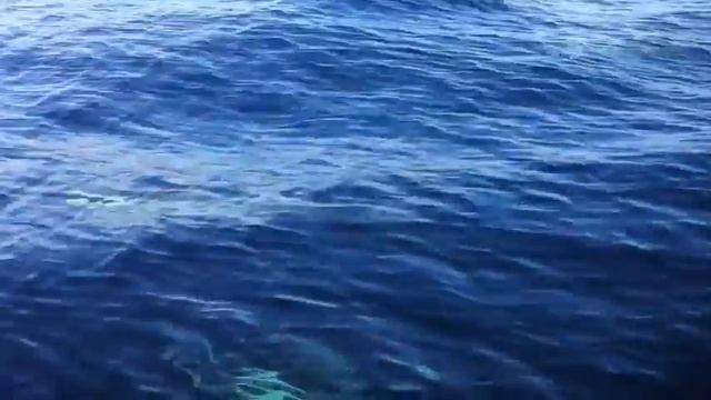 Sting, Big Lie Small World/ Whales And Dolphins