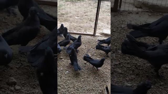 Бакинские жуки 89634270514