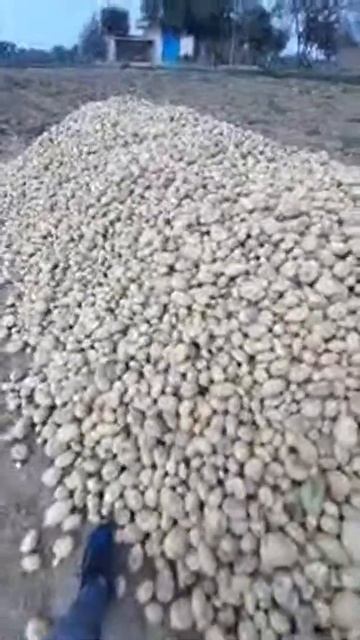 Agra Potato