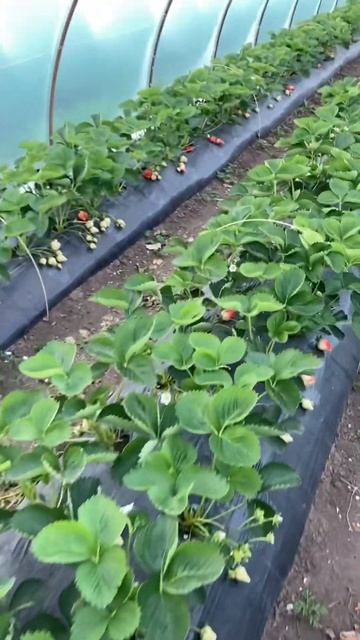 Белореченская клубника #выращиваниеклубники #клубника #новыйурожай #сладкаяягода #фермер #ягоды