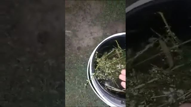 Для кошки поймал рыбу🎣🎣🎣. Рыбка ням ням. 5.08.2023. Иркутск.