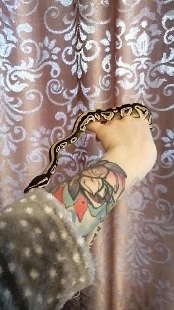 Королевский питон