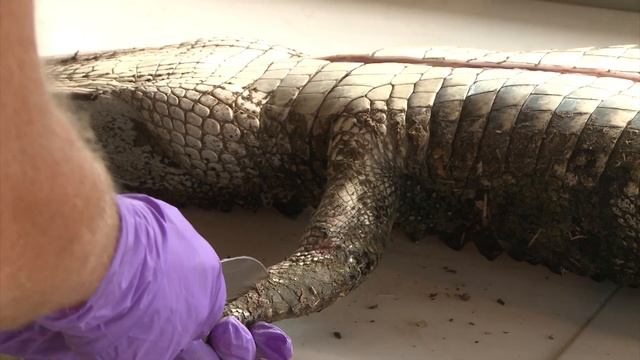 How To Skin An Alligator