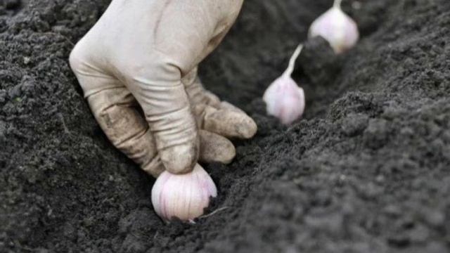 Как посадить чеснок.