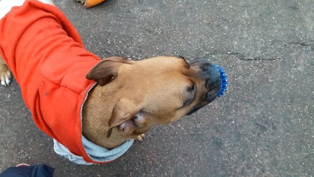 Джесси и пищащая игрушка. Jessie.