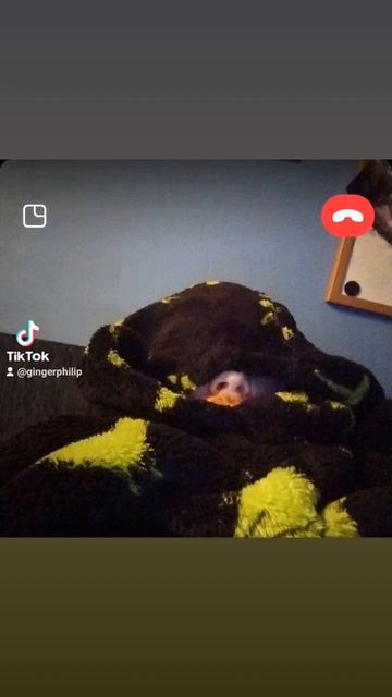 Dinosaur Blanket Man