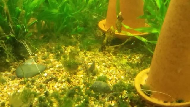 L183 Ancistrus Plecos