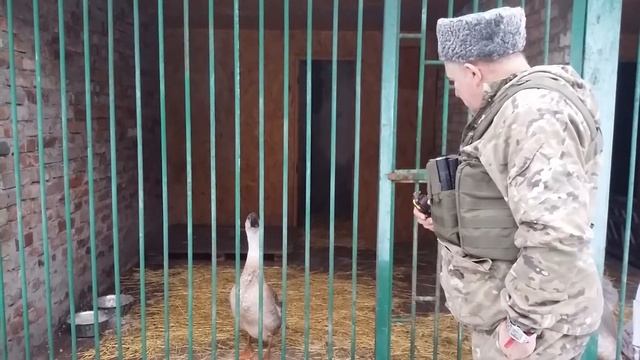 Галина Созанчук, Донецк-2014. Горловка. Говорящая гусыня.