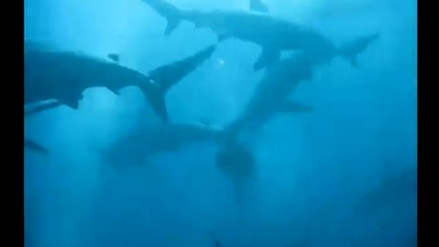 акулы для ю 1