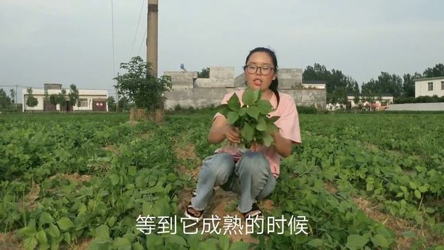 從來沒見過這麼囂張的野綠豆，竟然把花生都淹沒了，泛濫成災peanut