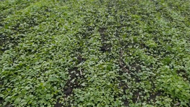 Посеял кукурузу.