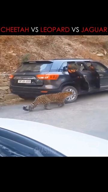 😎🔥 Cheetah VS Leopard VS Jaguar | Amazing Facts | Interesting Facts | #shorts #animals