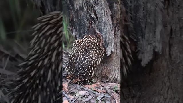 Echidna Digging Into Tree Bark