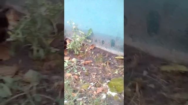 ЦАРСТВО НЕБЕСНОЕ МЫШКЕ