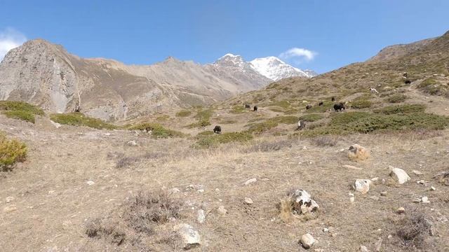 Searching For The Snow Leopard In Manang, Nepal