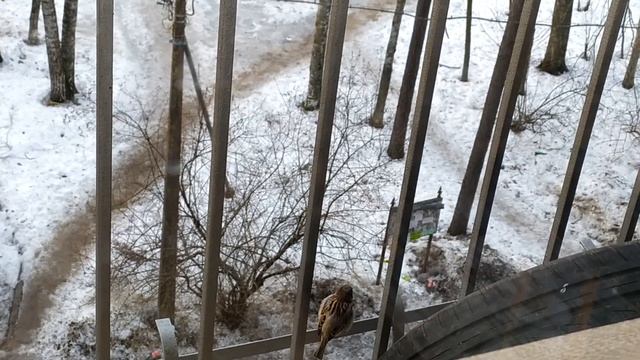 В #Питер пришла #весна! :) Прилетели грачи, чирикают воробьи, голуби купаются в лужах | март 2024