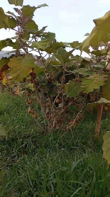Del Campo A Su Mesa, Lulo O Naranjilla.