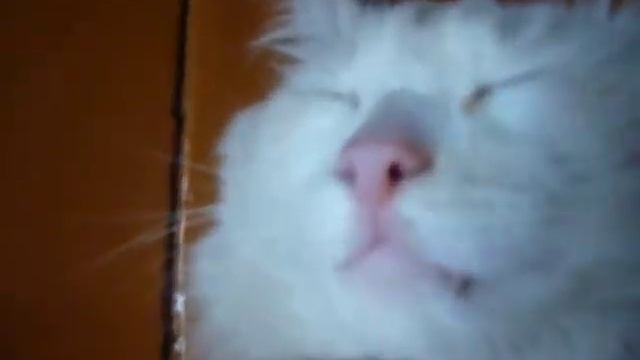 киска....типа без сознания=)))