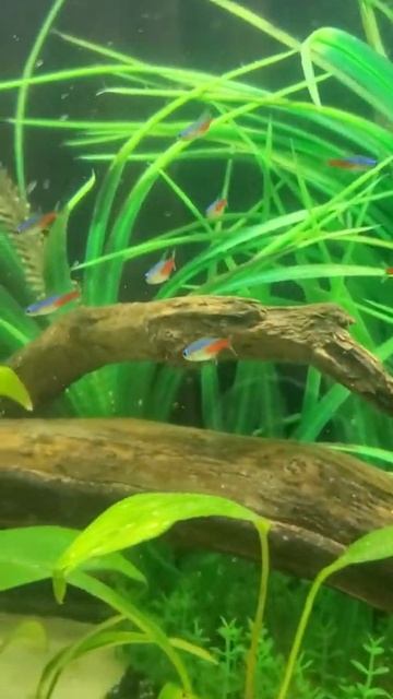 Yo-yo Loach, Neon Tetras, Gouramis