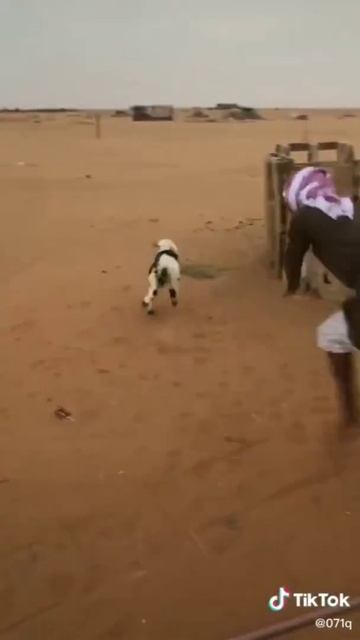 ذبح  خواريف العيد