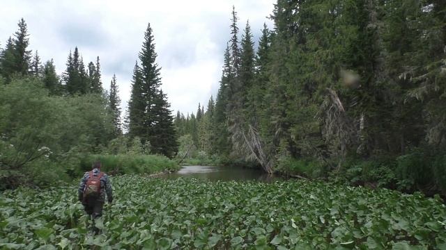 203 Серия Тайга по реке Дошли до 2 Ямы и Свернули в Тайгу дошли до избы и свернули по Просеке по Тр