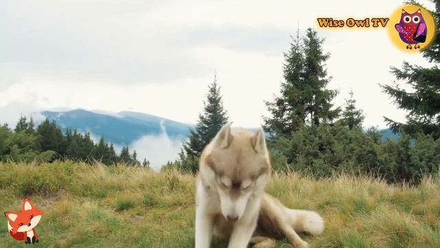 The Interesting Sounds Of Familiar Animals -  Penguin, Monkey, Koala, Cow, Lizard, Flamingo, Tiger