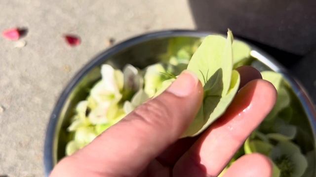 Floating Hellebore Flowers To Reduce Seed Set